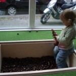 Kastanienbecken-300×225